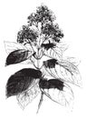Cinchona condaminea flower, vintage engraving