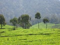 The Cinchona Trees and Beautiful Hill at Ciwidey Tea Plantation Royalty Free Stock Photo
