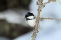 Cincia mora bird Royalty Free Stock Photo