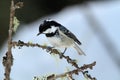 Cincia mora bird Royalty Free Stock Photo