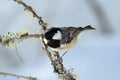 Cincia mora bird Royalty Free Stock Photo