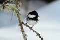 Cincia mora bird Royalty Free Stock Photo