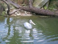 Cincinnati`s Swimming Pelican
