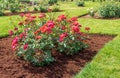 `Cinco de Mayo` rose blooms in a mulched flower bed Royalty Free Stock Photo