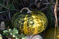 Cinderellas Magic Pumpkin Gourd before it was a Carriage Royalty Free Stock Photo