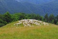 Flock of sheep in cindrel mountains-romania Royalty Free Stock Photo