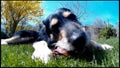 Cinemagraph of a Bone chewing Dog