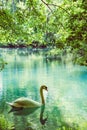 Cinematic color graded vertical image of beautiful elegant swan Royalty Free Stock Photo