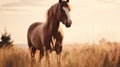 Cinematic Horse Photo: Stunning Sunset Image In Grassy Field