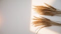 a cinematic photo of dried harestail grass in a flat Royalty Free Stock Photo