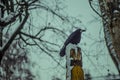 Cinematic raven sits on a yellow pole
