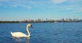 Cinematic shot swan diving in Lake Ontario stunning detail Swan embodies tranquility with Toronto's cityscape Royalty Free Stock Photo