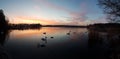 Cinematic shot of White swans swimming in beautiful sunset Royalty Free Stock Photo