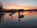 Cinematic shot of White swans swimming in beautiful sunset Royalty Free Stock Photo