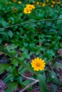 Cinematic slow motion video of wedelia, commonly known as creeping-oxeyes. Uttarakhand, India