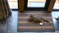 Cinematic Top-View of Cozy Gray Cat on a Rug: Enjoy the picturesque charm of this scene as the camera captures a