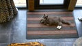 Cinematic Top-View of Cozy Gray Cat on a Rug: Enjoy the picturesque charm of this scene as the camera captures a