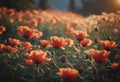 Cinematic wild flowers in the sunset light. bokeh. Royalty Free Stock Photo