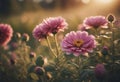 Cinematic wild flowers in the sunset light. bokeh. Royalty Free Stock Photo