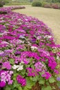 Cineraria Royalty Free Stock Photo