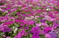 Cineraria Royalty Free Stock Photo