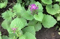 Cineraria