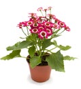 Cineraria cruenta or Senecio cruentus Royalty Free Stock Photo