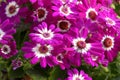 Cineraria flowers Royalty Free Stock Photo