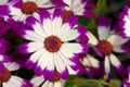 Cineraria flowers Royalty Free Stock Photo