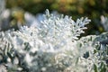 Cineraria Maritima or Jacobaea maritima