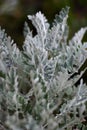 Cineraria maritima (Senecio bicolor) Royalty Free Stock Photo
