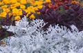 Cineraria maritima silver dust and dark red leaves. Soft focus dusty miller plant background. Royalty Free Stock Photo