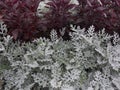 Cineraria maritima silver dust and dark red leaves. Soft focus dusty miller plant background. Christmas texture. Royalty Free Stock Photo