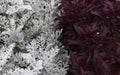 Cineraria maritima silver dust and dark red leaves. Soft focus dusty miller plant background. Christmas texture. Royalty Free Stock Photo