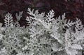 Cineraria maritima silver dust and dark red leaves. Soft focus dusty miller plant background. Christmas texture. Royalty Free Stock Photo