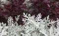 Cineraria maritima silver dust and dark red leaves. Soft focus dusty miller plant background. Christmas texture. Royalty Free Stock Photo