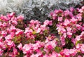 Cineraria maritima silver dust and pink flowers. Soft Focus Dusty Miller Plant. Background Texture Royalty Free Stock Photo