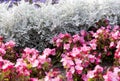 Cineraria maritima silver dust and pink flowers. Soft Focus Dusty Miller Plant. Background Texture Royalty Free Stock Photo