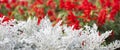 Cineraria maritima silver dust and red flowers. Soft Focus Dusty Miller Plant. Background Texture Royalty Free Stock Photo