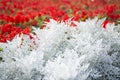 Cineraria maritima silver dust and red flowers. Soft Focus Dusty Miller Plant. Background Texture Royalty Free Stock Photo