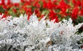 Cineraria maritima silver dust and red flowers. Soft Focus Dusty Miller Plant. Background Texture Royalty Free Stock Photo