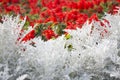 Cineraria maritima silver dust and red flowers. Soft Focus Dusty Miller Plant. Background Texture Royalty Free Stock Photo