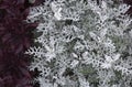 Cineraria maritima silver dust. Soft Focus Dusty Miller Plant. Background Texture Royalty Free Stock Photo
