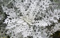 Cineraria maritima silver dust. Soft Focus Dusty Miller Plant. Background Texture Royalty Free Stock Photo