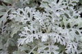 Dusty Miller Plant Royalty Free Stock Photo