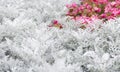 Cineraria maritima silver dust and summer pink flowers. Soft Focus Dusty Miller Plant. Background Texture. Royalty Free Stock Photo