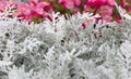 Cineraria maritima silver dust and summer pink flowers. Soft Focus Dusty Miller Plant. Background Texture. Royalty Free Stock Photo