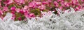 Cineraria maritima silver dust and summer pink flowers. Soft Focus Dusty Miller Plant. Background Texture. Royalty Free Stock Photo