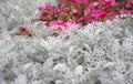 Cineraria maritima silver dust and summer pink flowers. Soft Focus Dusty Miller Plant. Background Texture. Royalty Free Stock Photo