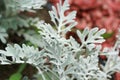 Cineraria Seaside in the park. Cineraria maritima. Royalty Free Stock Photo